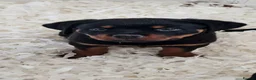 Rottweiler dogs for sale: Stunning kc rottweiler pups - Advert 3