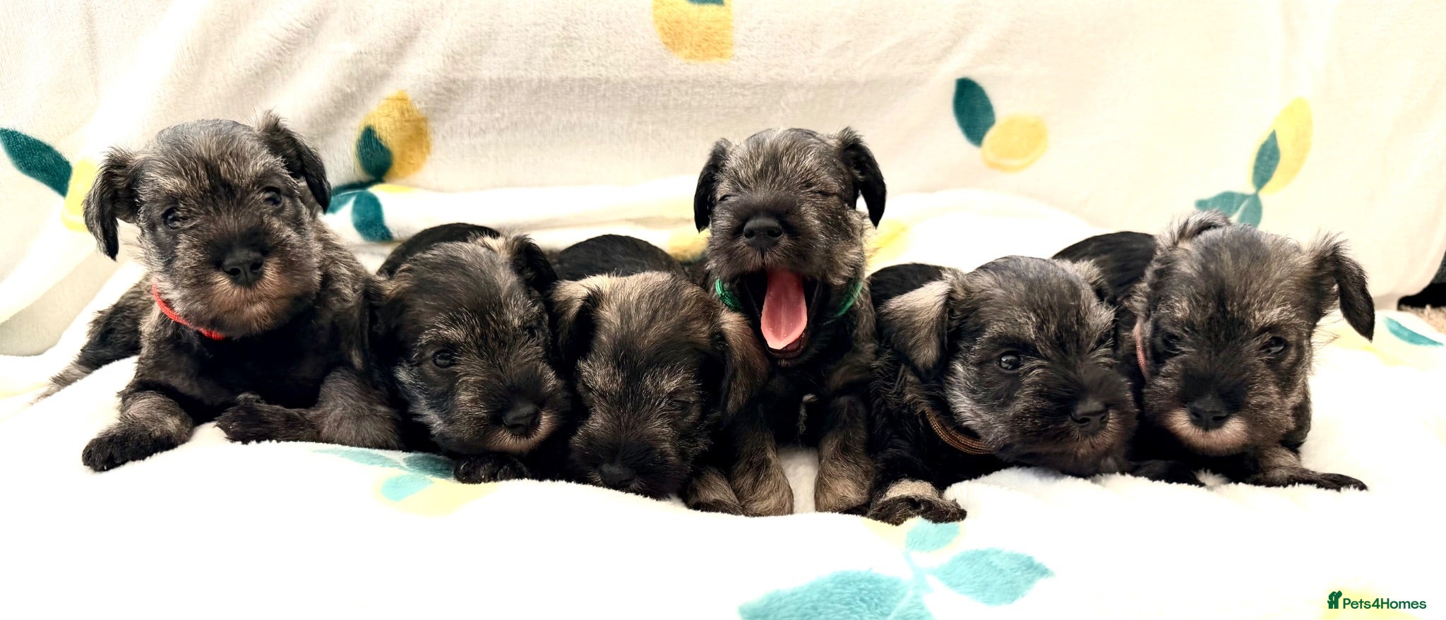 Miniature Schnauzer dogs 5th generation KC miniature schnauzer puppies  - Advert 2