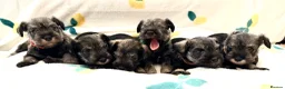 Miniature Schnauzer dogs for sale: 5th generation KC miniature schnauzer puppies  - Advert 8