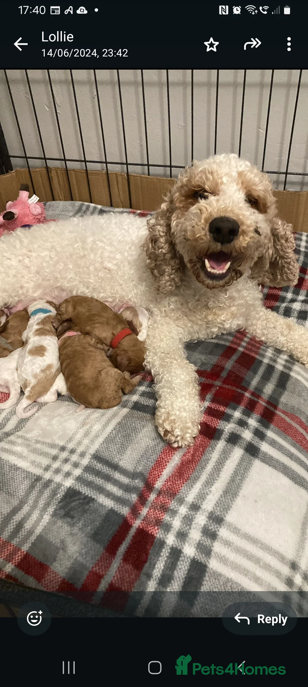 Cavapoo dogs for stud:  PROVEN F1 Cavapoo for stud in Birmingham - Advert 20