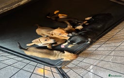 Miniature Dachshund dogs for sale: Last beautiful girl ready from litter of 5 - Image 1