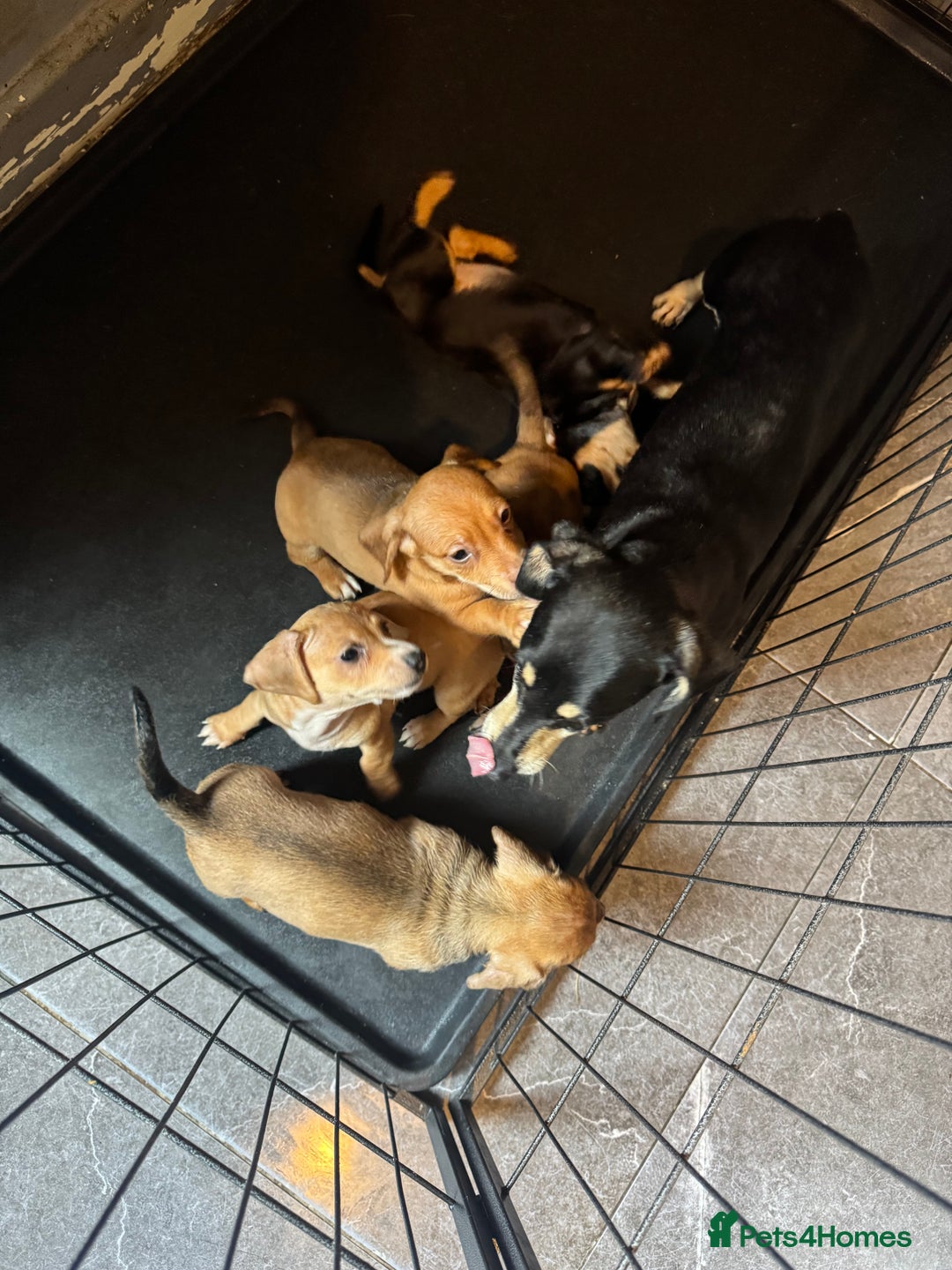 Miniature Dachshund dogs for sale: Last beautiful girl ready from litter of 5 - Image 1