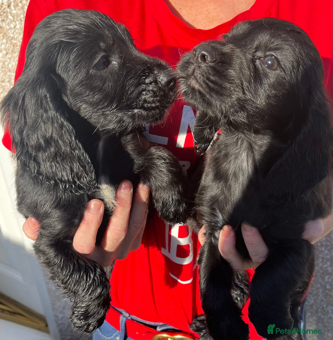 Cocker Spaniel dogs for sale: ⭐️Cocker spaniel puppies ready now ⭐️ - Image 3