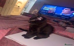 British Shorthair cats for sale: Black female kitten  - Advert 6