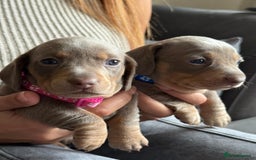 Miniature Dachshund dogs for sale: Kennel club registered dachshund puppys PRA clear  - Image 27