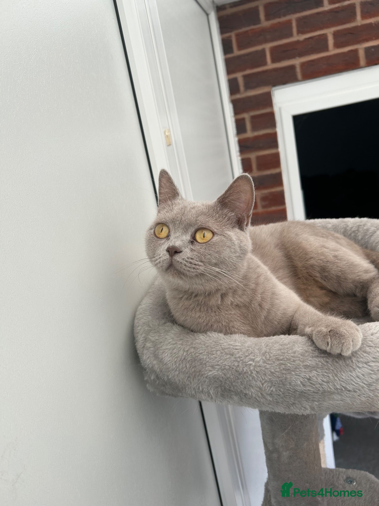British Shorthair cats Gorgeous lilac British shorthair  - Advert 2