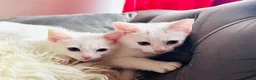 Ragdoll cats for sale: BEAUTIFUL MIX RAGDOLL KITTENS in Reading - Advert 5