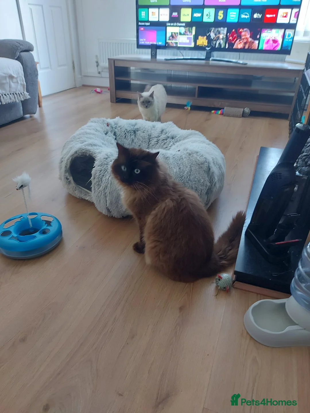 Ragdoll cats for stud: Proven chunky Ragdoll available for Stud  in Hull - Advert 12