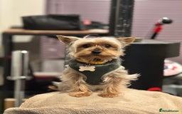 Yorkshire Terrier dogs for stud: Stud dog Yorkie - Advert 2