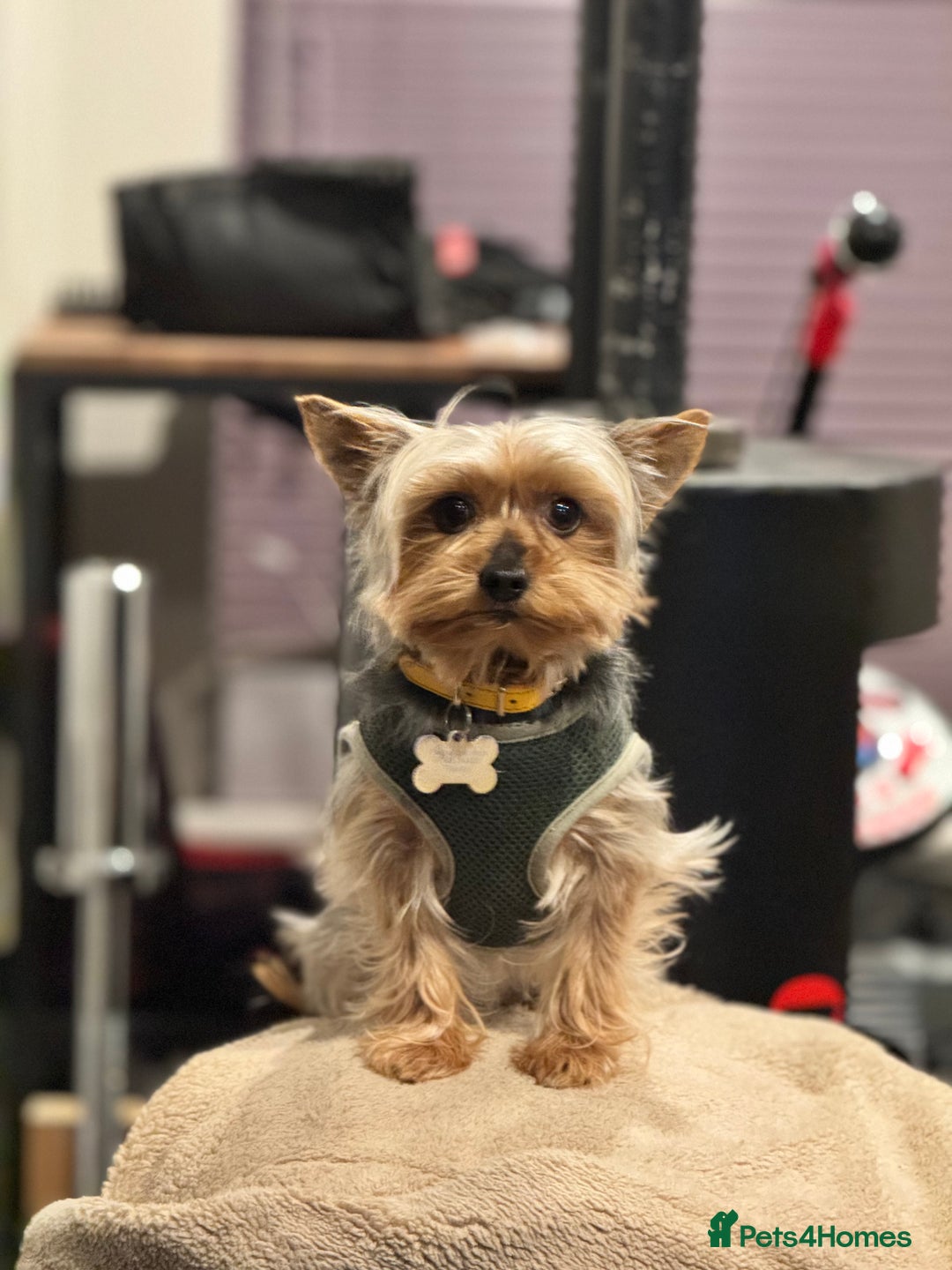 Yorkshire Terrier dogs for stud: Stud dog Yorkie - Advert 2