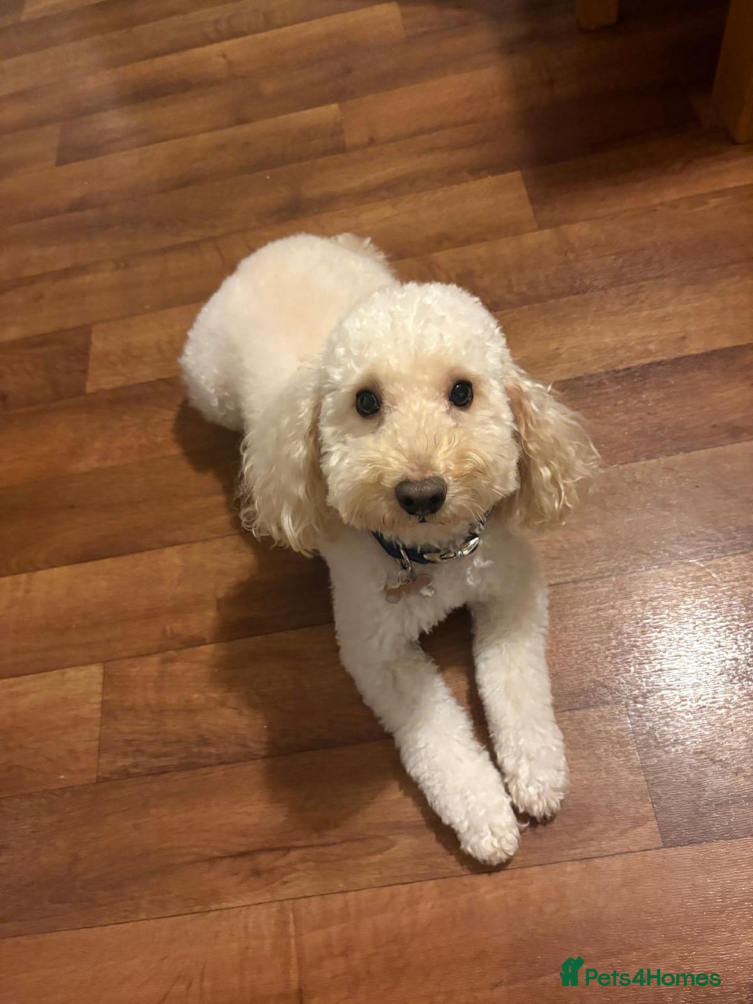 Toy Poodle dogs for sale: Beautiful toy/miniature poodle puppies. - Advert 10