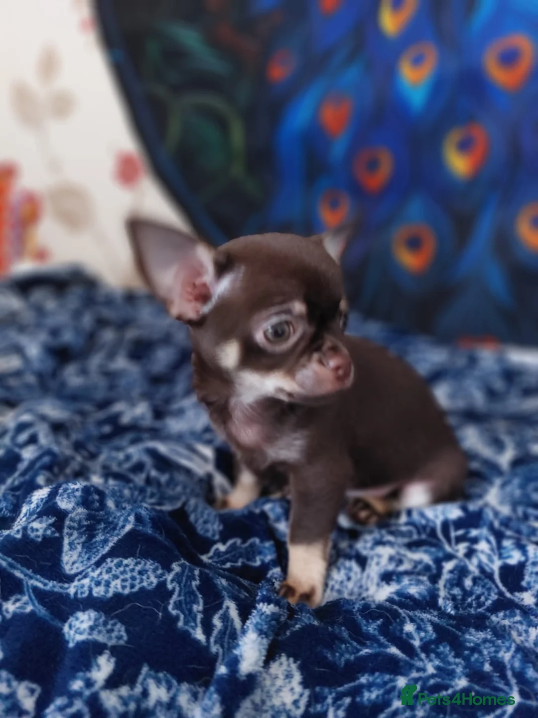 Chihuahua dogs for sale: Chihuahua puppies  - Advert 4
