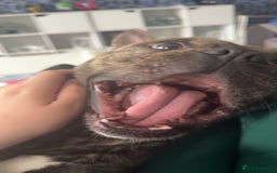 Mixed Breed dogs for sale: Mixed breed dog fr sale  - Image 6