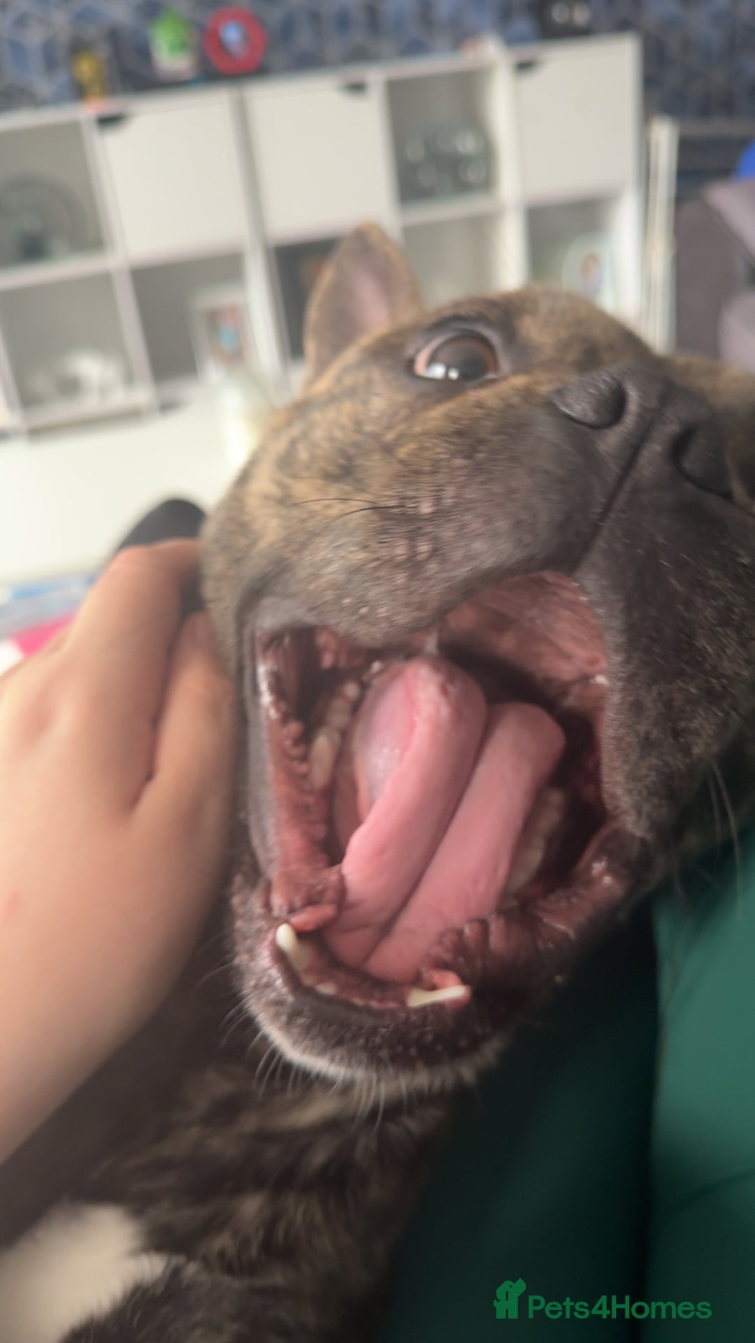 Mixed Breed dogs for sale: Mixed breed dog fr sale  - Image 6