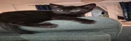 Mixed Breed cats for sale: Wokingham in Wokingham - Advert 5