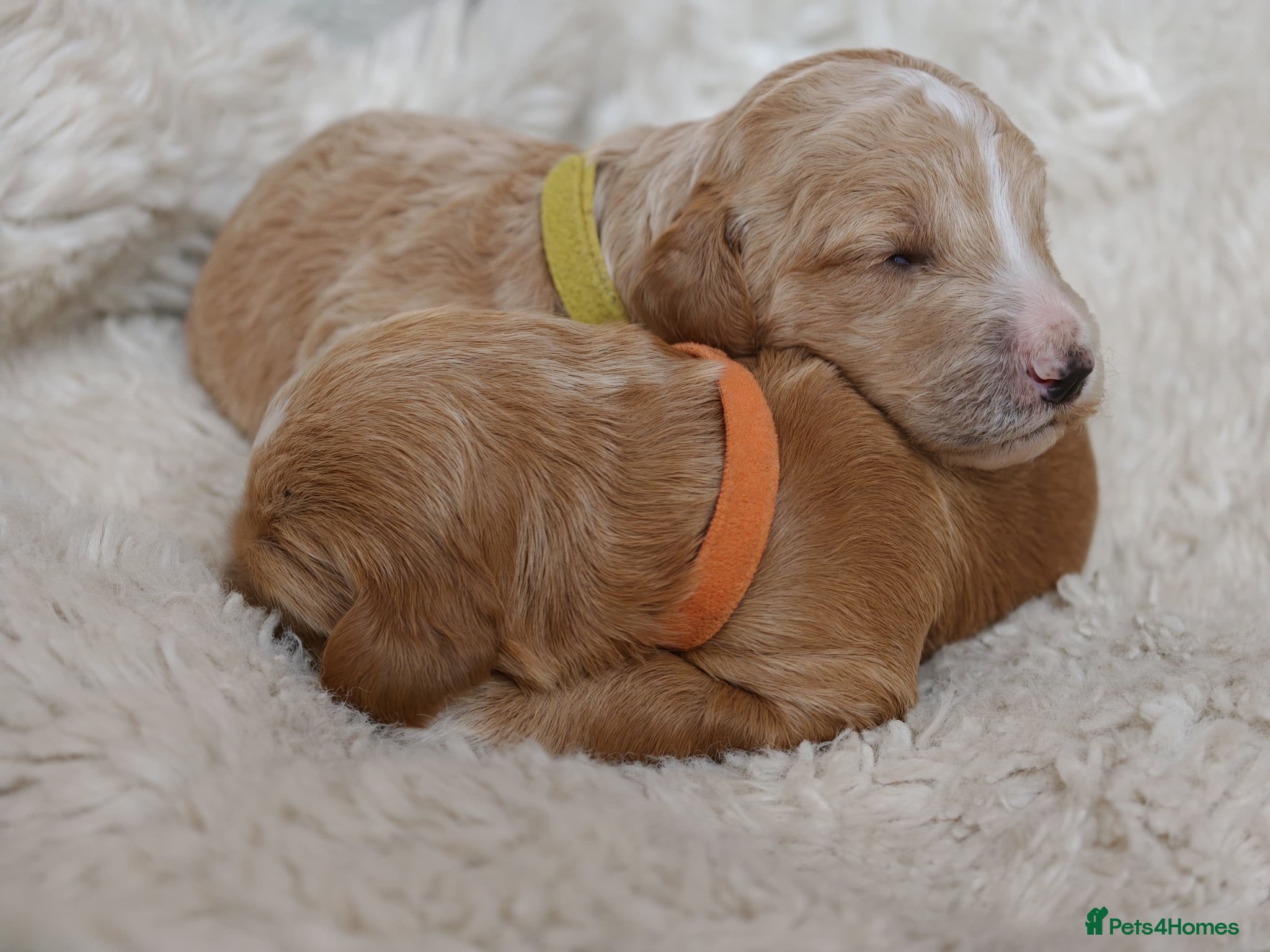 Goldendoodle dogs Exceptional Health tested Goldendoodle puppies - Advert 2