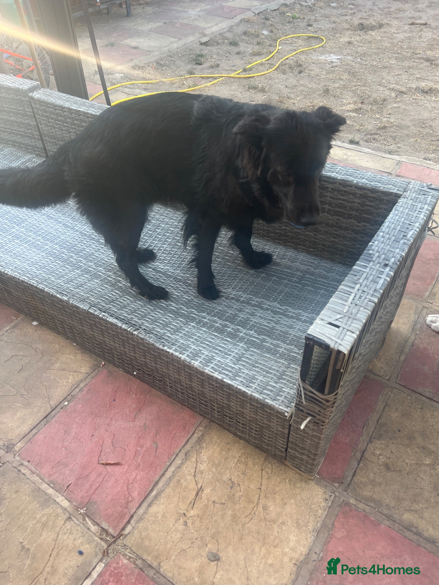Mixed Breed dogs German Shepard 1/4 lab - Advert 1