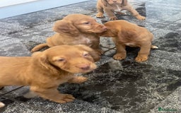 Cocker Spaniel dogs for sale: Cocker spaniel puppies - Image 2