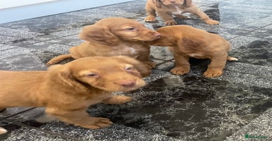 Cocker Spaniel dogs - Advert 14