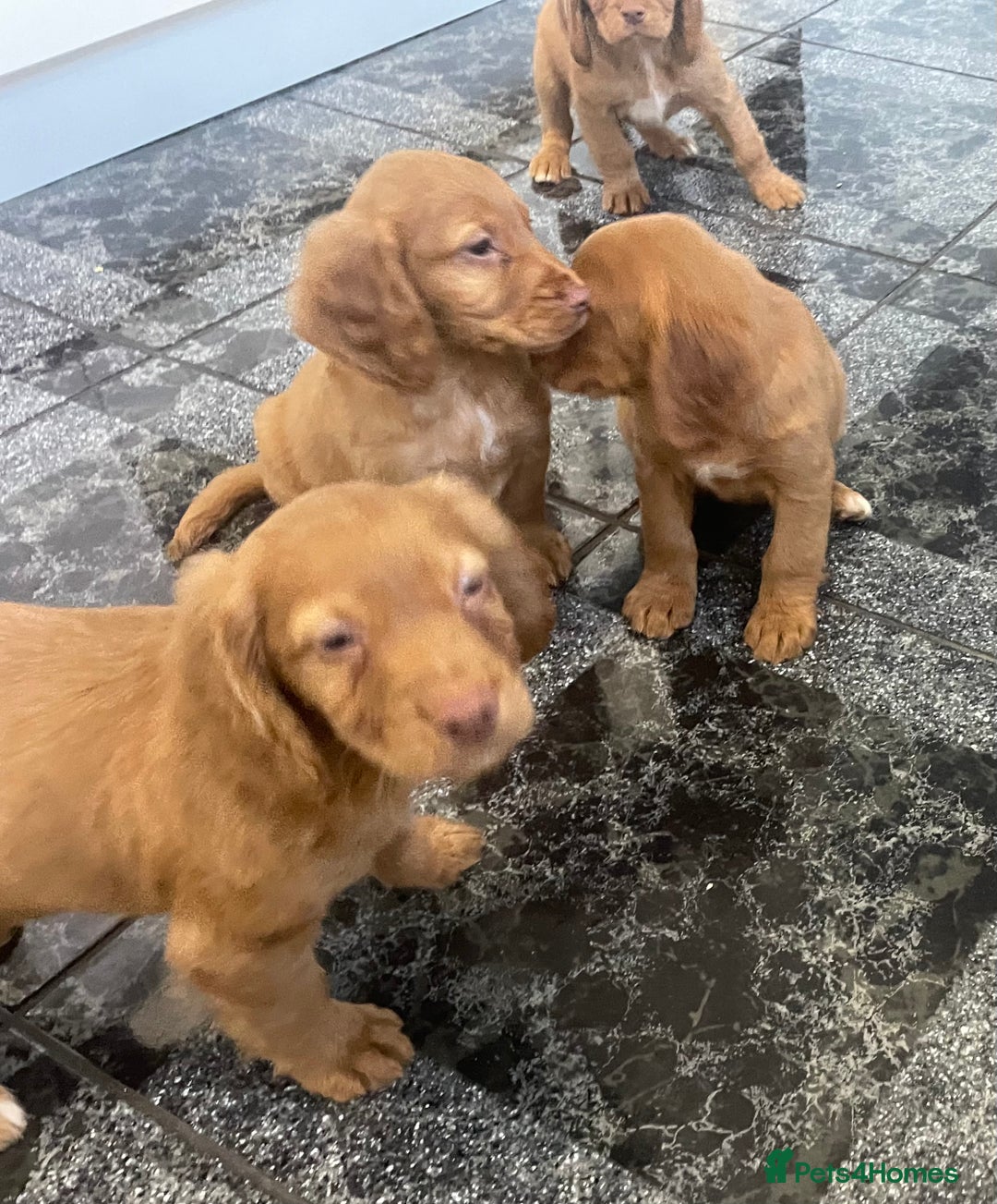 Cocker Spaniel dogs for sale: Cocker spaniel puppies - Image 2