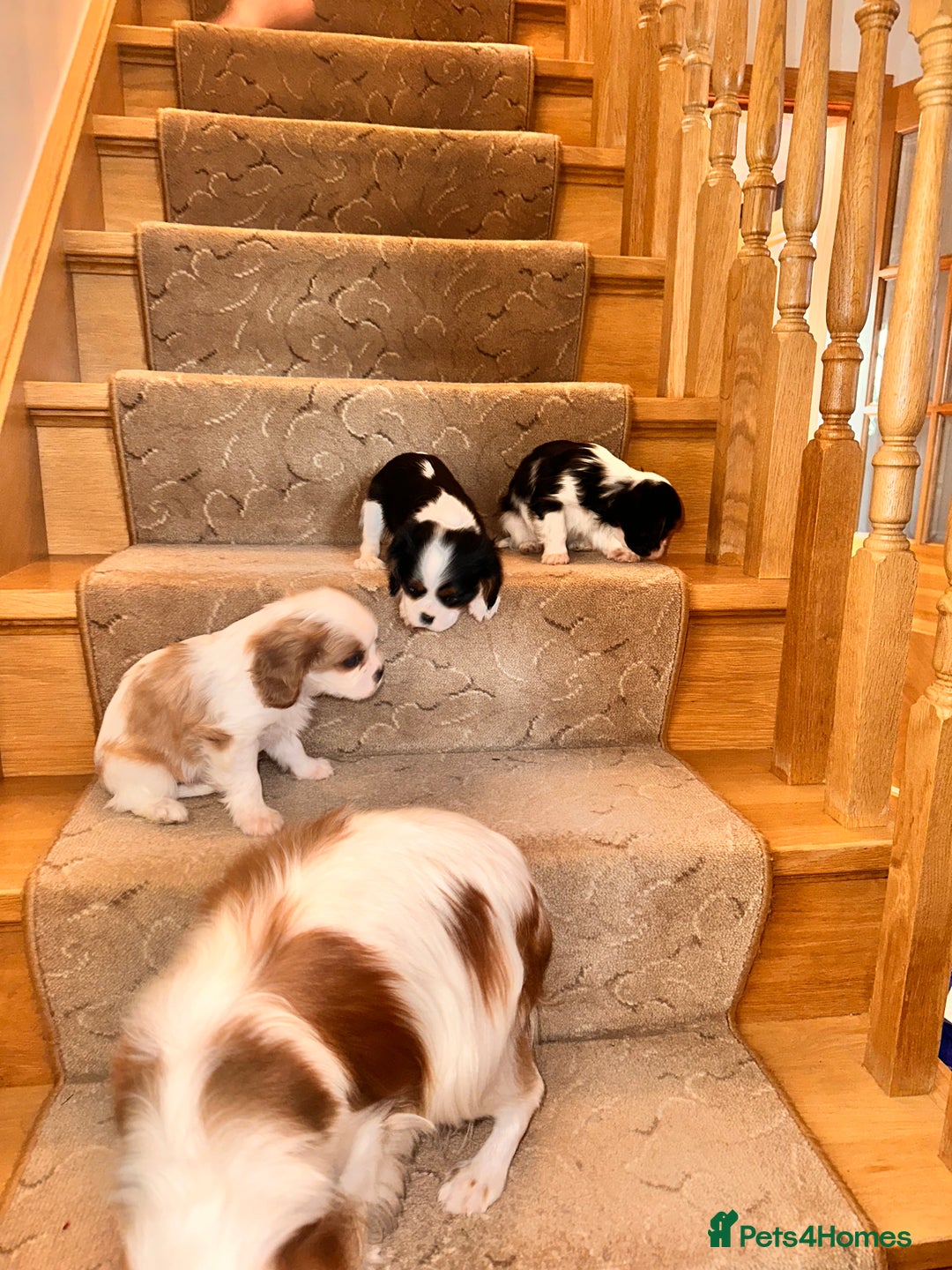 Cavalier King Charles Spaniel dogs for sale: Cavalier King Charles puppy’s  - Advert 11