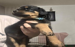 Rottweiler dogs for sale: Chunky Rottweiler Puppies - Image 14