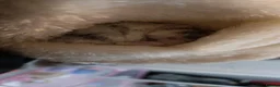 Hamster rodents for sale: Russian dwarf in Luton - Advert 1