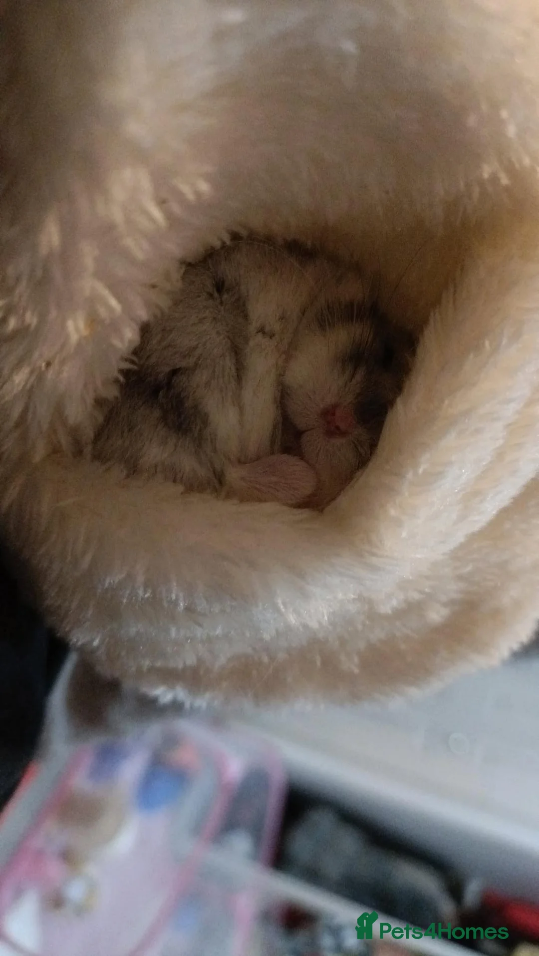 Hamster rodents for sale: Russian dwarf in Luton - Advert 1