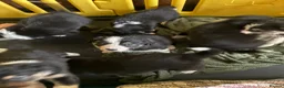 Border Collie dogs for sale: Collie babies - Advert 4
