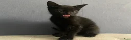 Mixed Breed cats for sale: Beautiful kittens  - Advert 5