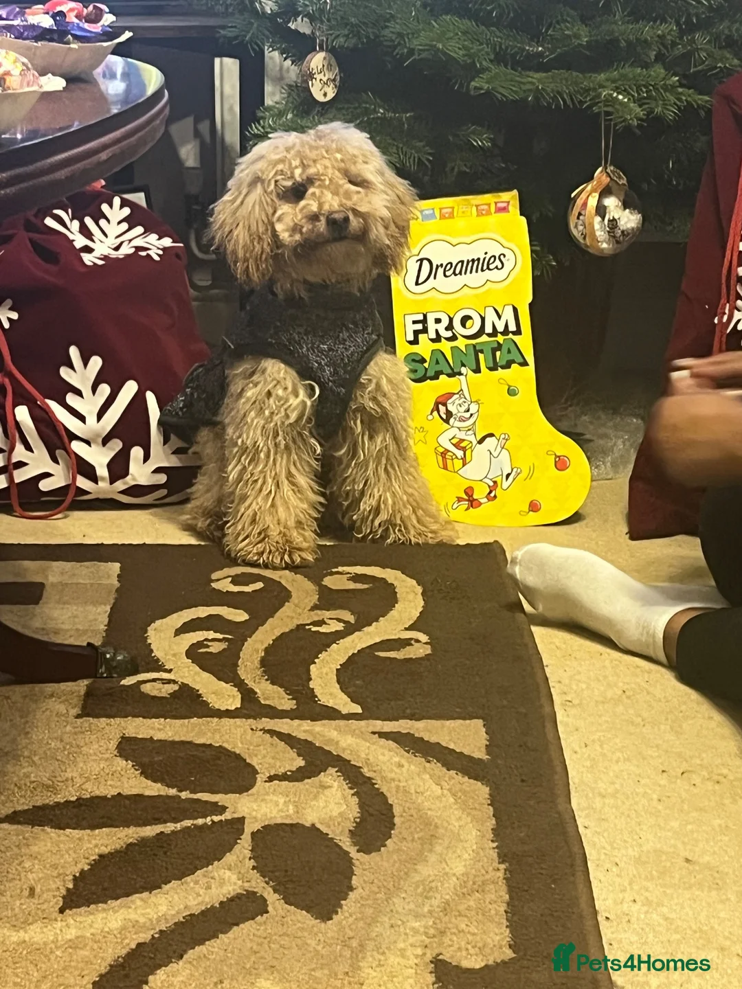Toy Poodle dogs for sale: Cupcake - Advert 4