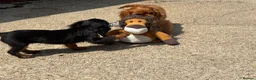 Cavalier King Charles Spaniel dogs for sale: Cavalier King Charles  - Advert 9