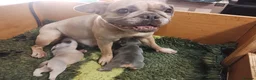 French Bulldog dogs for sale: 7 month old Frenchie girls loveable and cute  - Advert 13