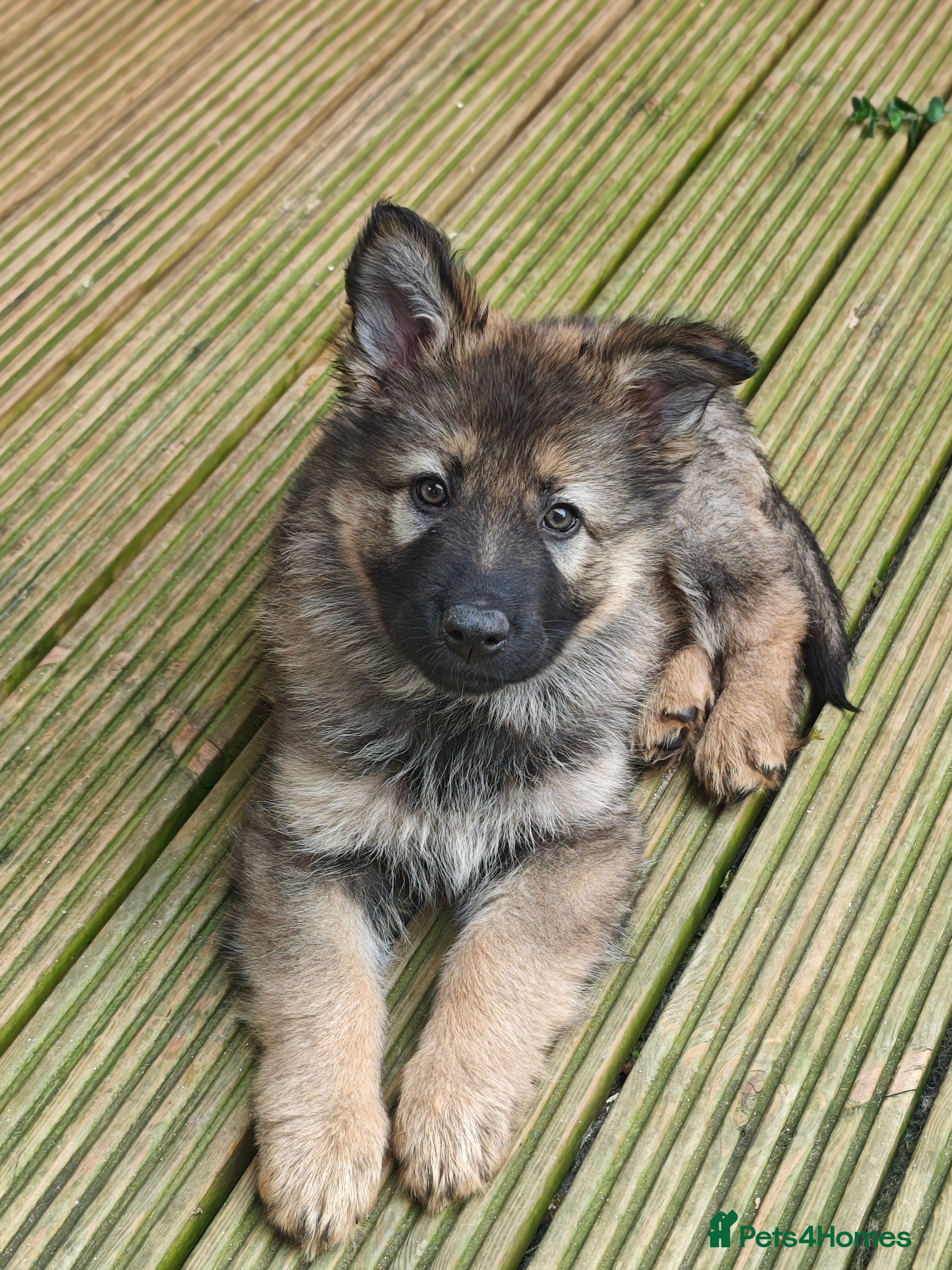 German Shepherd dogs for sale: 3 Purebred Pups XL Long-Hair GSD Girl Puppies - Advert 18