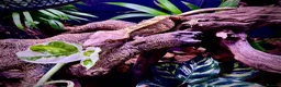 Gecko reptiles for sale: Crested Gecko female to be rehomed FREE - Advert 2