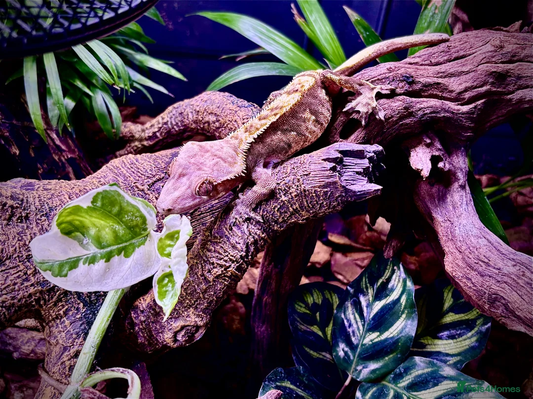 Gecko reptiles for sale: Crested Gecko female to be rehomed FREE - Advert 2