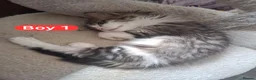 Mixed Breed cats for sale: 💜3 beautiful kittens Maine coon mix Ragdoll  🍭 - Advert 4