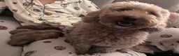 Maltipoo dogs for sale: Maltipoo Pups F1b - Advert 19