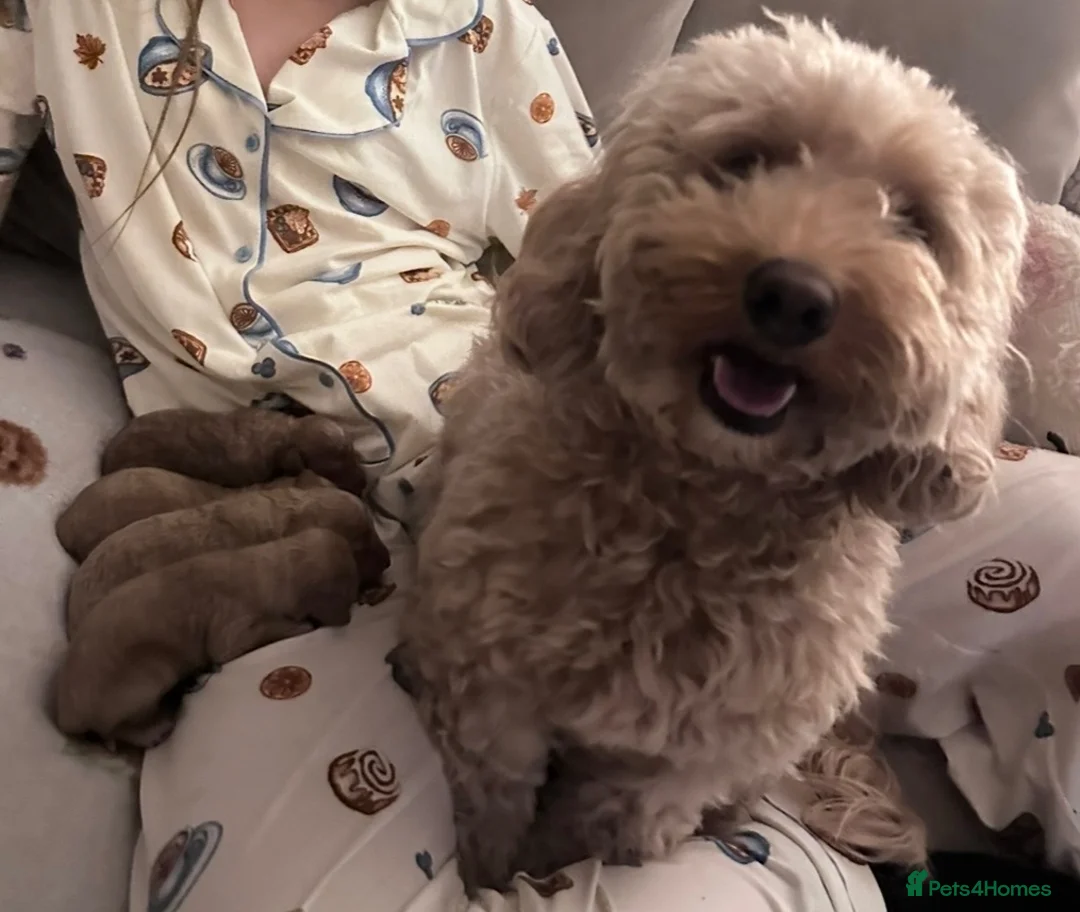Maltipoo dogs for sale: Maltipoo Pups F1b - Advert 19