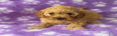 Cavapoo Puppy 2