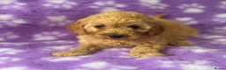 Cavapoo dogs for sale: Extensively health tested red Cavapoo babies in West Malling - Advert 4