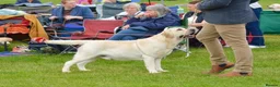Labrador Retriever dogs for sale: Stunning Puppies From Show Winning Parents - Advert 9