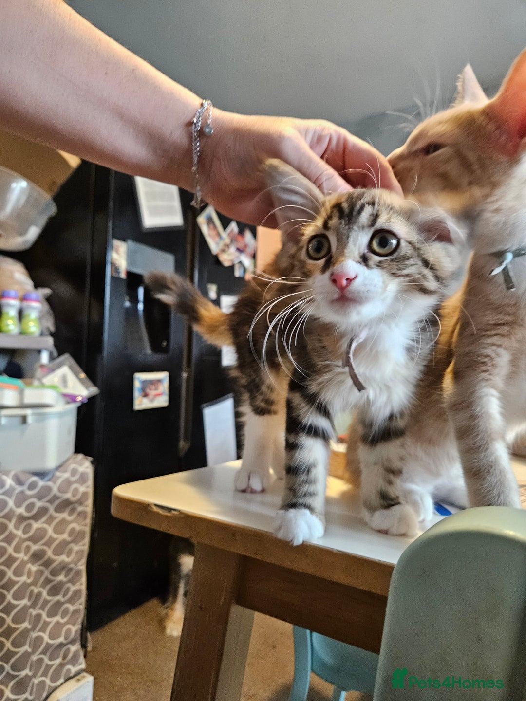 Maine Coon cats for sale: Maine Coon (parents not registered - family pet) - Image 4