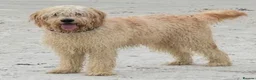 Goldendoodle dogs for sale: Alfie in Dunfermline - Advert 5