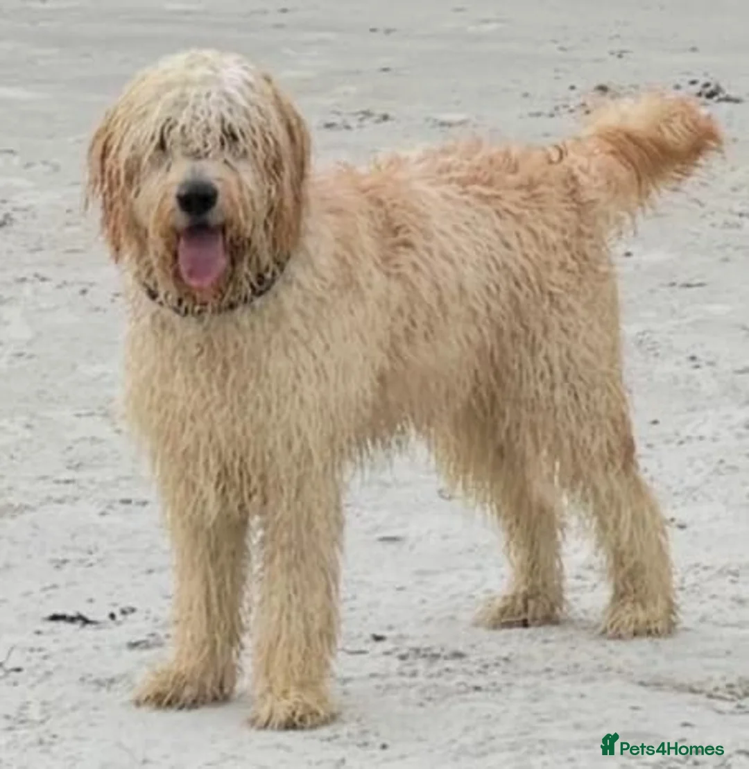 Goldendoodle dogs for sale: Alfie in Dunfermline - Advert 5