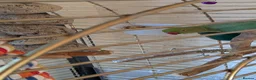 Parrots birds for sale: INDIAN RING NECK PARROT ( MALE ) - Advert 14