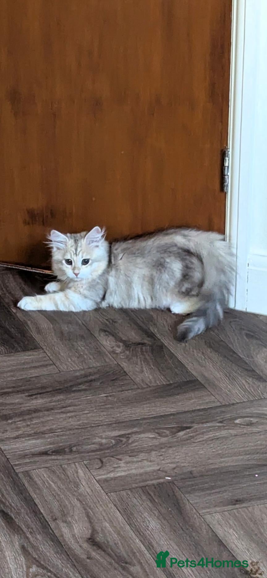 Siberian cats Bimetallic TICA Reg. from Health Tested Parents - Advert 2