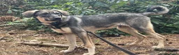 Mixed Breed dogs for adoption: Rolo - Norwich Norfolk  - Advert 15
