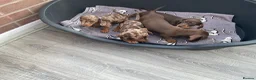 Dachshund dogs for sale: Miniature Dachshund puppies for sale  - Advert 9