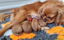 Poodle dogs for stud: Kc Fox red toy poodle for stud  - Image 31